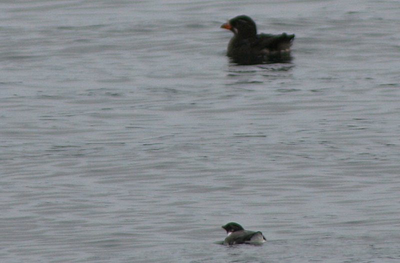 Ancient murrelet at Sitka, Alaska