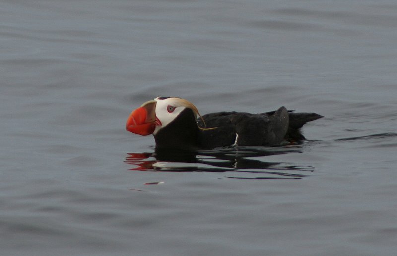 Tufted puffin at Sitka, Alaska