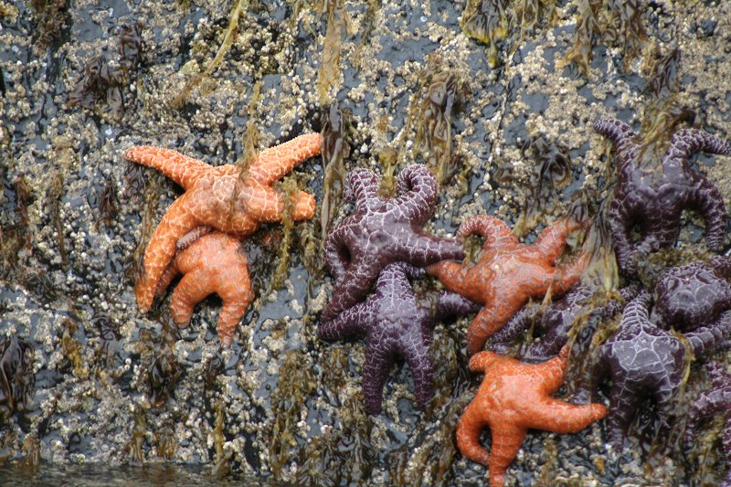 Starfish (Echinoderms) near Sitka, Alaska