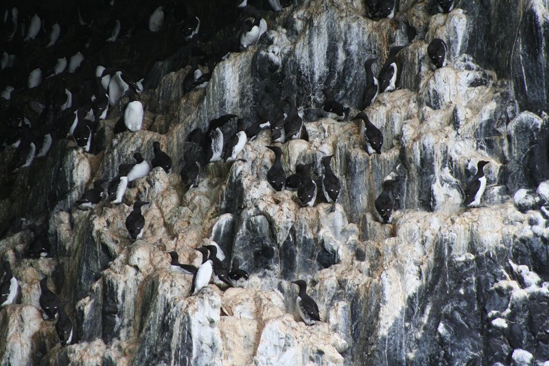 Saint Lazaria Island, Alaska