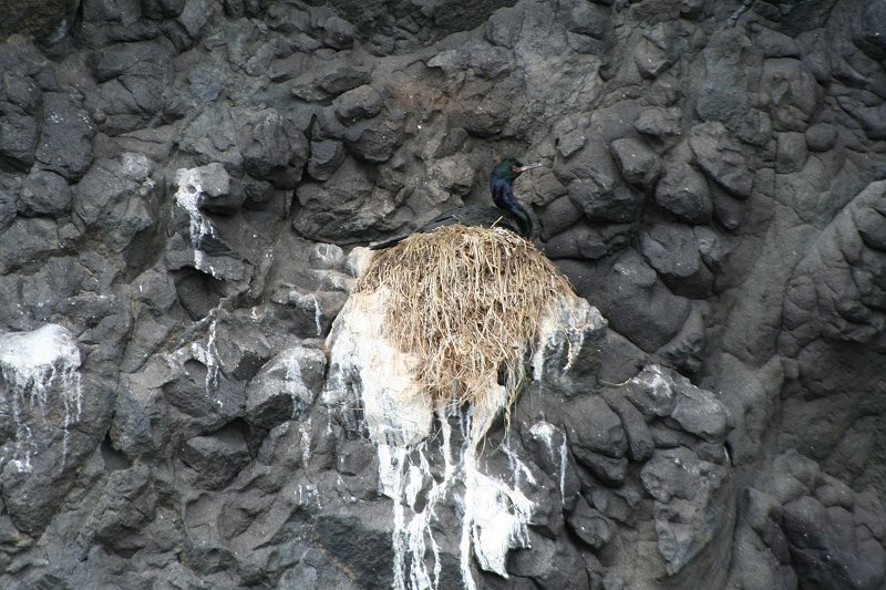 Pelagic cormorants nesting on St. Lazaria Island, Alaska