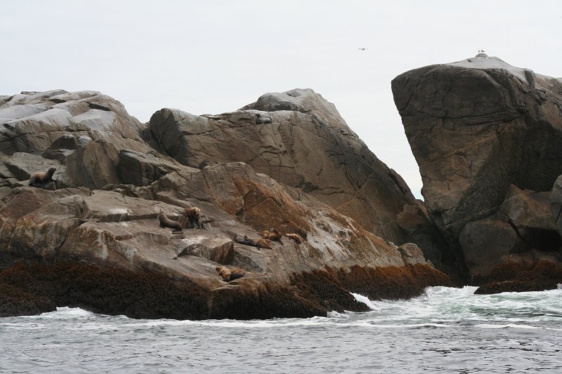 Sea lions on Jacobs Rock near Sitka, Alaska
