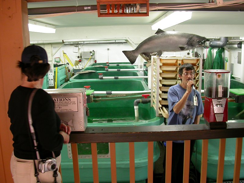 Deer Mountain Tribal Hatchery and Eagle Center, Ketchikan