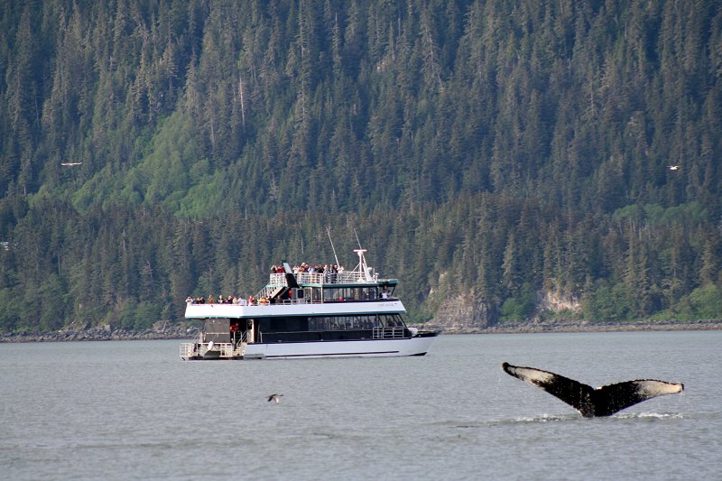 Humpback whale in Alaska