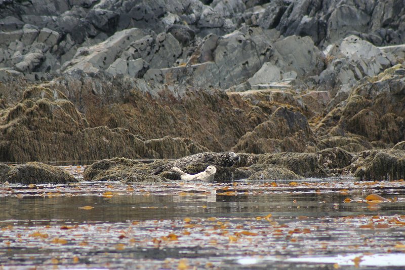 Seal and pup in Alaska