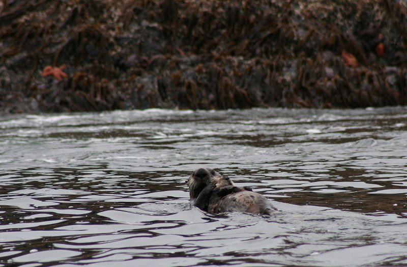 Sea otter and pup