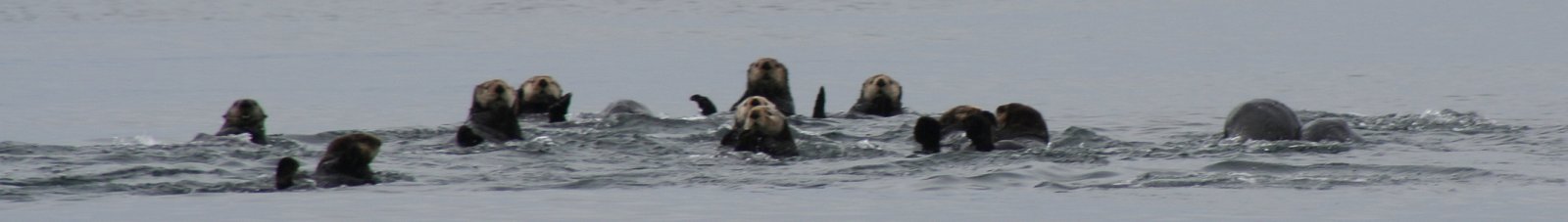 Sea otters