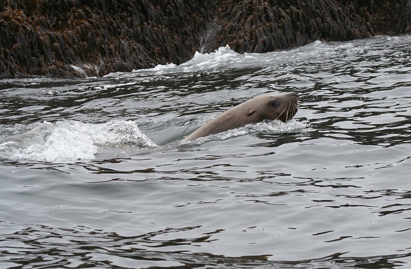 Steller's sea lion near Sitka