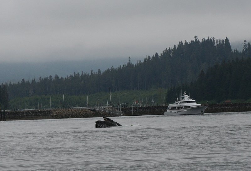 Humpback whale at Hoonah