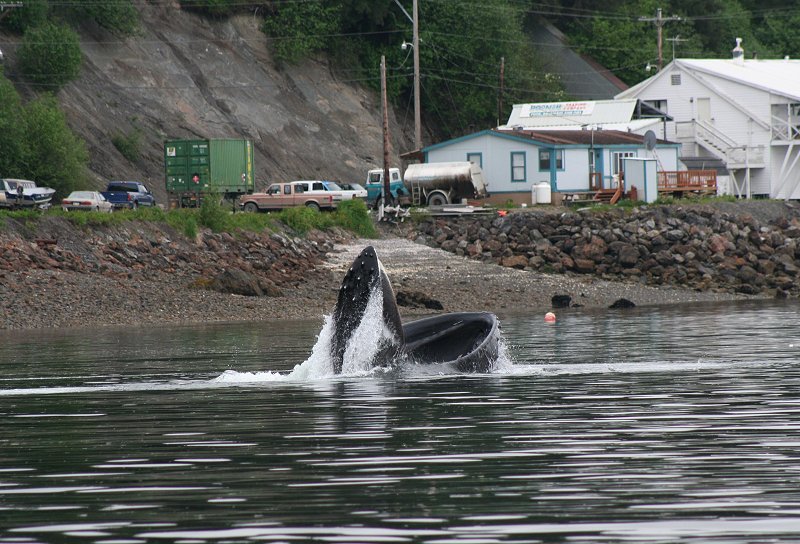 Humpback whale feeding
