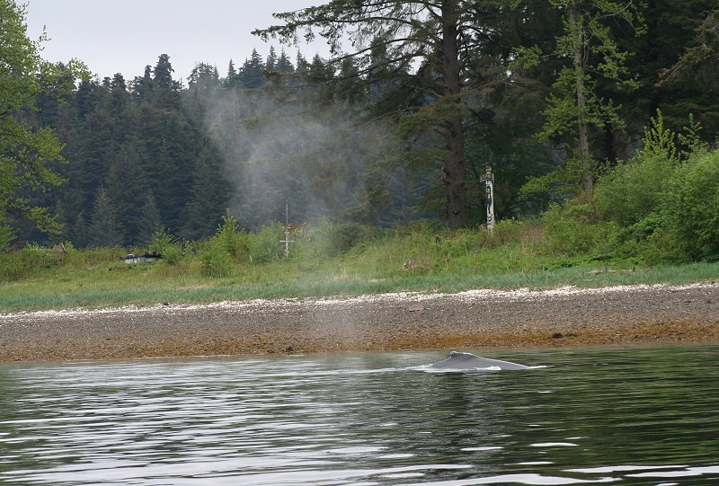 humpback whale at Hoonah