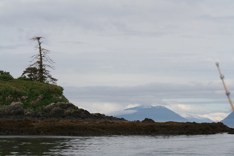 Bald eagle nests near Hoonah, Alaska.